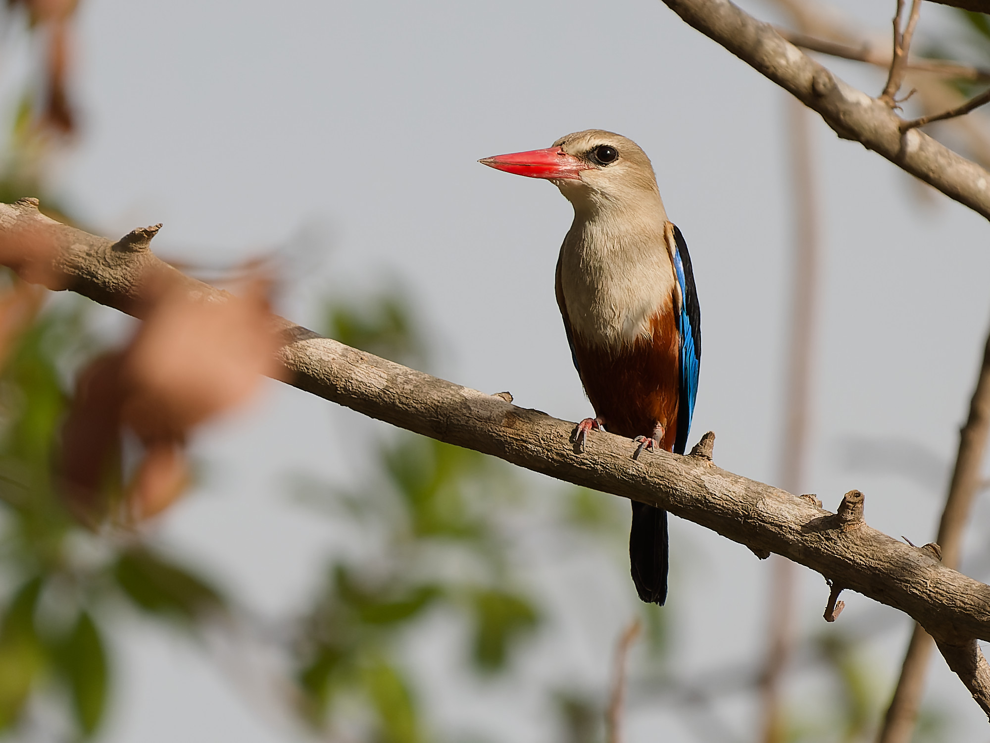 Grey-headed kingfisher (Halcyon leucocephala)